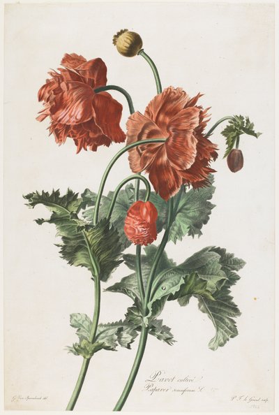 Fleurs Dessinees d&39;apres Natureから栽培されたポピー、1800年頃（手描きの点描彫刻） 作： Gerard van Spaendonck